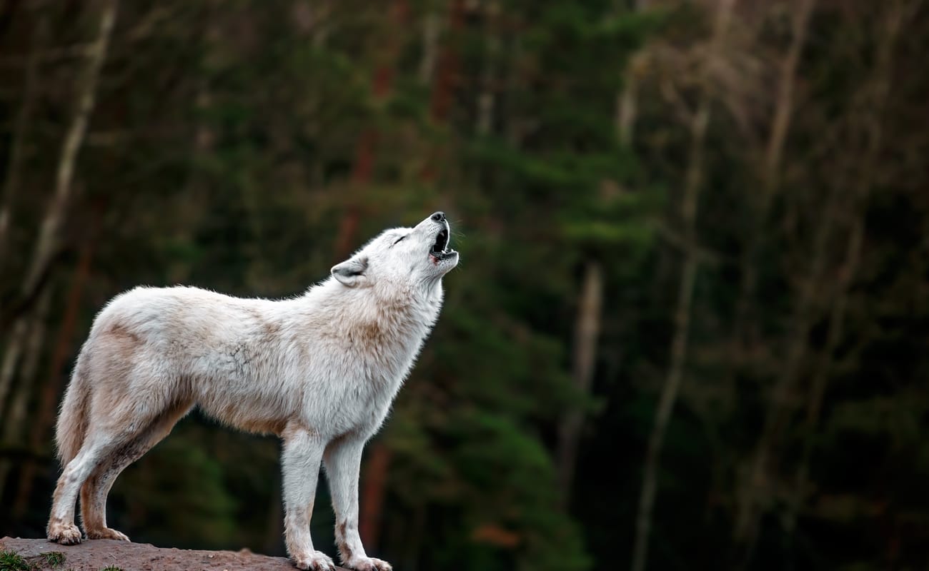 A white wolf stands on a rock and howls with a forest in the background.