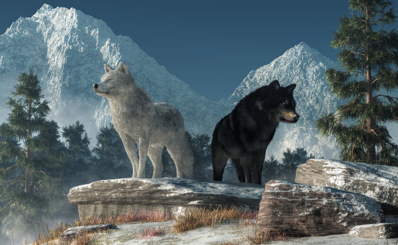 A white wolf and a black wolf stand on a rocky outcrop with snow-capped mountains in the background.