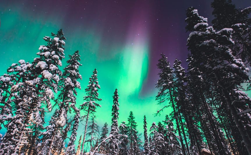 Snow-capped pine trees against the Northern Lights.