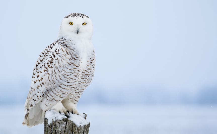 snow owl perched on a snowy wood stump