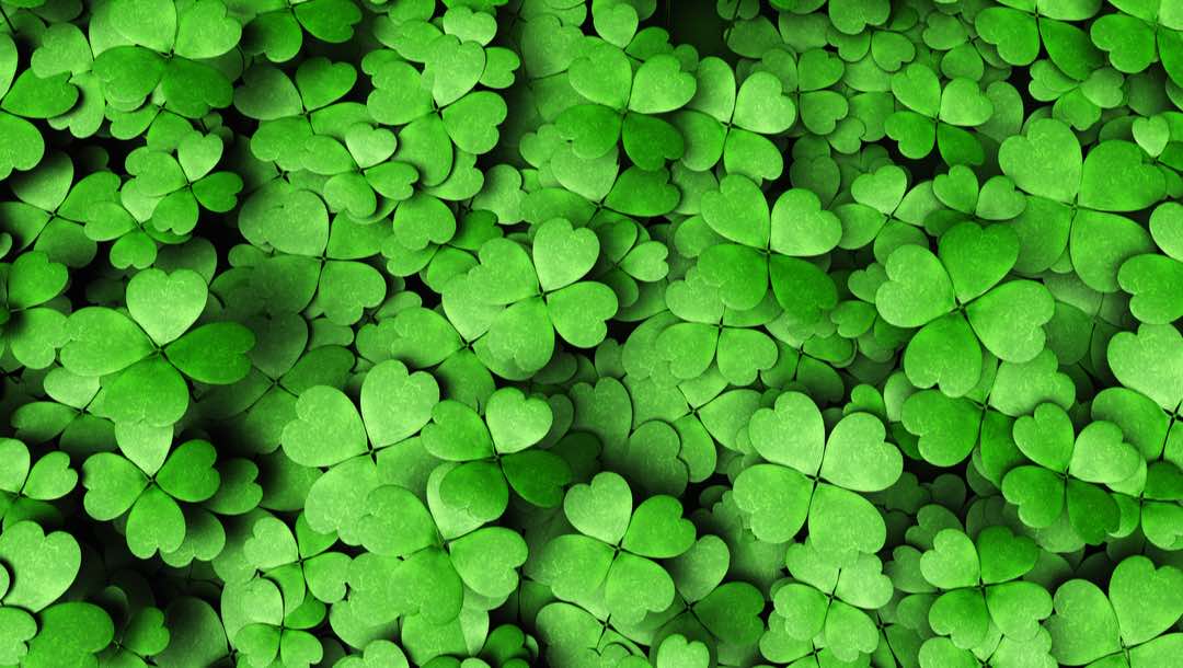 Top view of an expanse of four-leaf clovers of different height and dimensions.