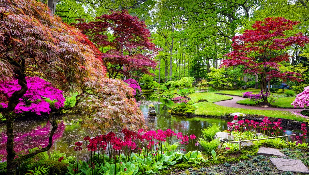 A colorful Japanese garden in summer.