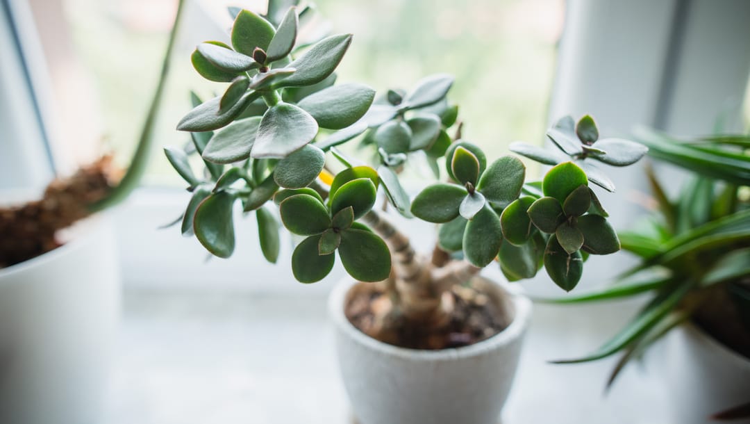 A jade plant in a white pot on a windowsill.