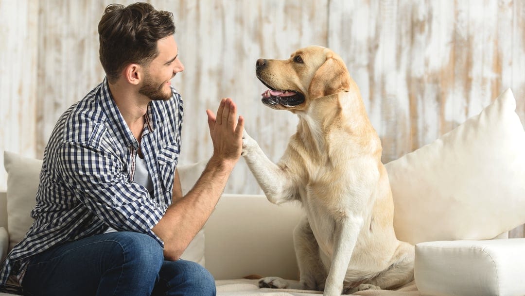 A man and dog on a couch “high-five” each other.