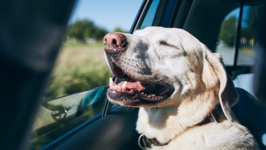A labrador with light-coloured fur sunning itself in the car.
