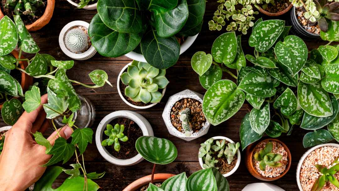 Green houseplants on a wooden table.