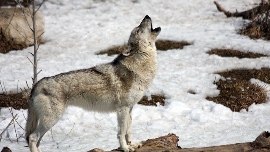A wolf standing on a log in the snow howls toward the sky.