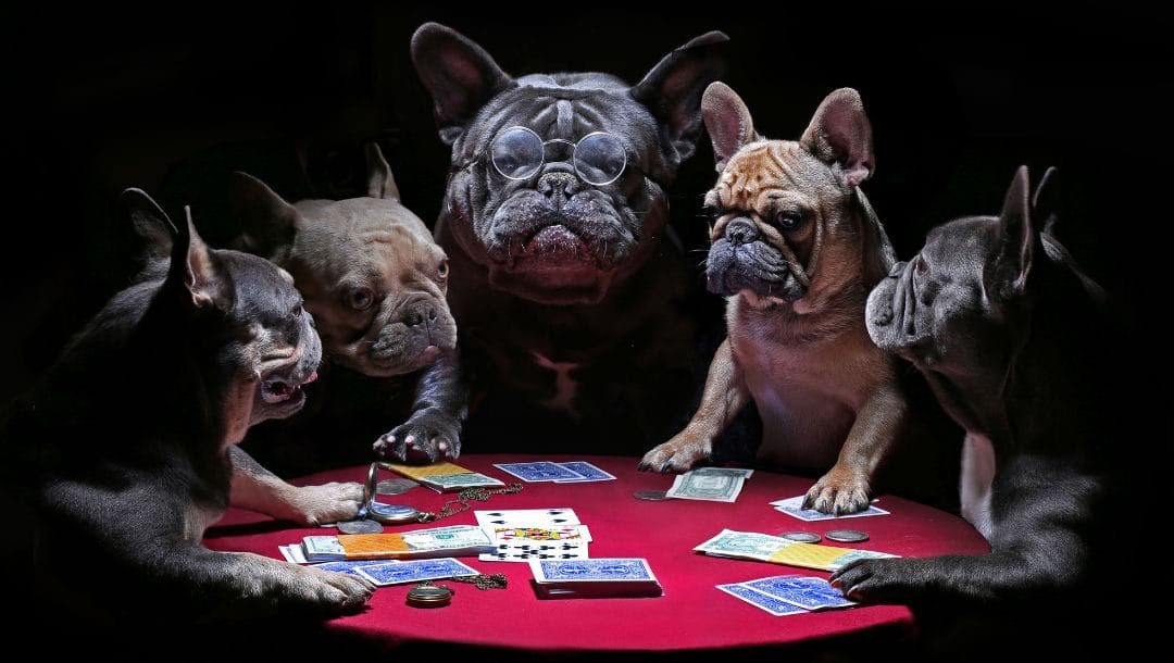 French Bulldog’s sitting at a small round table playing poker