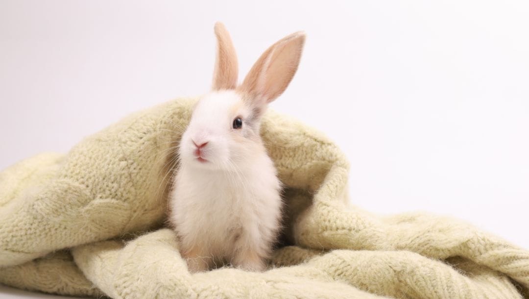 a young white rabbit wrapped in a knitted cream blanket with a bright white background