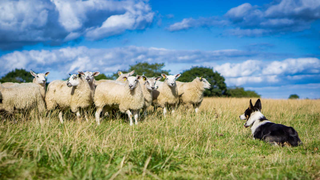 A Border Collie herding a flock of sheep.