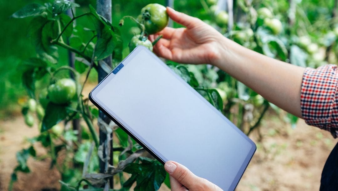 A farmer holding a tablet as they hold a tomato in a greenhouse.