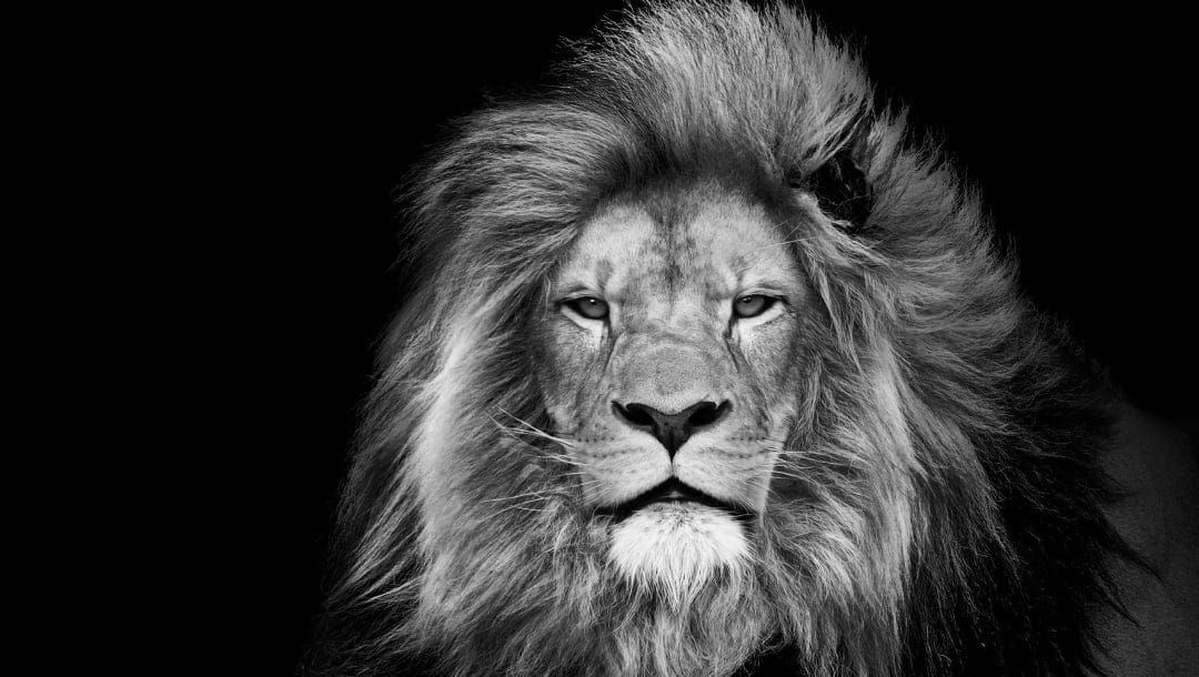 A black and white lion with a big mane. The lion is against a black background.